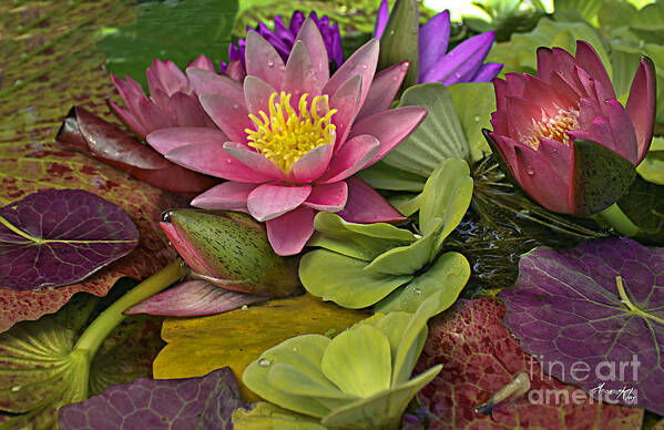 Pink Water Lily Poster featuring the photograph Lilies No. 33 #1 by Anne Klar