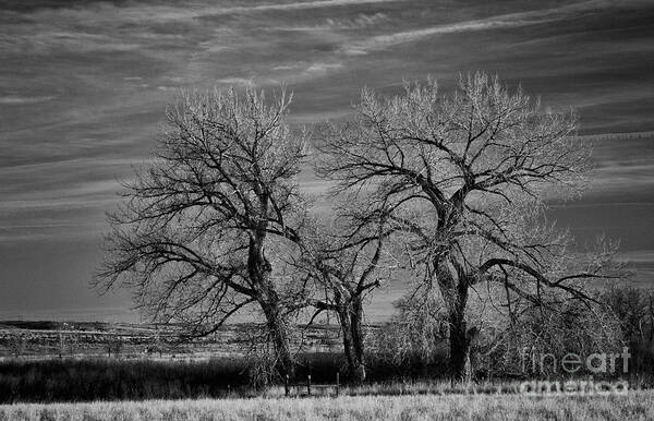 Black And White Landscape Photography Poster featuring the photograph Three Trees #1 by David Waldrop