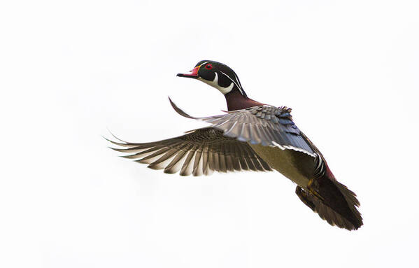Probably Poster featuring the photograph Wood duck #1 by Mircea Costina Photography