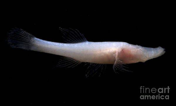 Speoplatyrhinus Poulsoni Poster featuring the photograph Alabama Cavefish #2 by Dante Fenolio