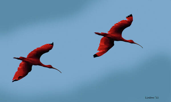 Scarlet Ibis Poster featuring the photograph Scarlet Ibis by Larry Linton