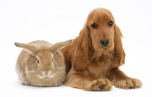 Animal Poster featuring the photograph Cocker Spaniel And Rabbit #4 by Mark Taylor