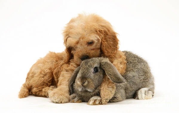 Nature Poster featuring the photograph Puppy And Rabbit #7 by Mark Taylor