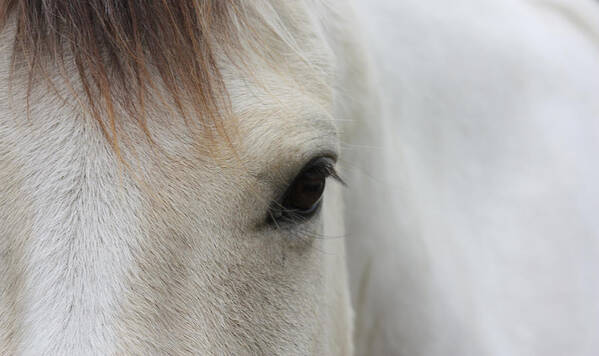 White Horse Poster featuring the photograph A Sense Of Serenity by Kim Galluzzo