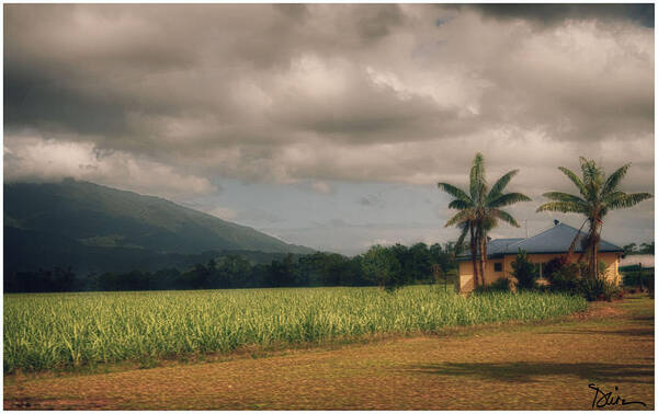 Sugar Cane Poster featuring the photograph Australian Sugar Cane Plantation by Peggy Dietz