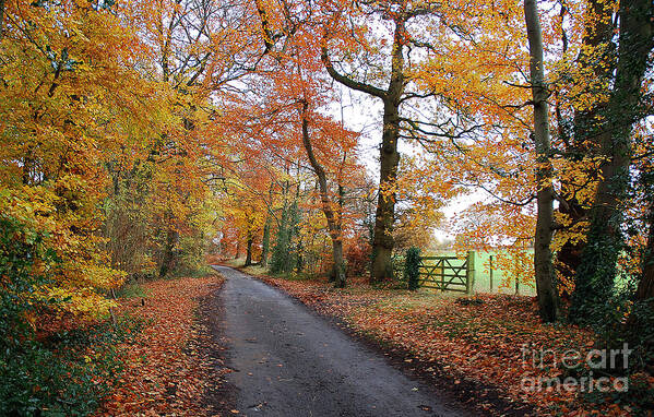 Arley Estate Poster featuring the photograph Autumn Leaves by Harold Nuttall