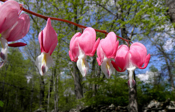 Pink Bleeding Hearts Poster featuring the photograph Beauty In The Light by Kim Galluzzo