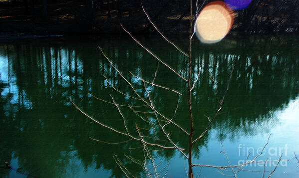 Spot Sun Flare Reflection Blue Water Winter Lens Tree Trunk Green Poster featuring the photograph Beauty Spot by Vilas Malankar