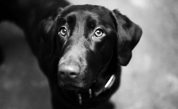 Dog Poster featuring the photograph Black labrador by Sumit Mehndiratta