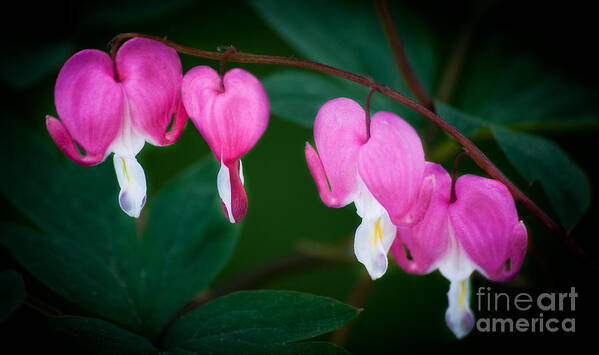 Flower Poster featuring the photograph Bleeding Hearts 002 by Larry Carr