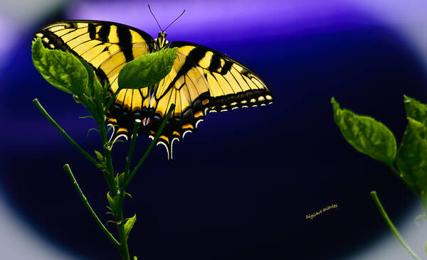 Butterfly Poster featuring the photograph Blue By You by DigiArt Diaries by Vicky B Fuller