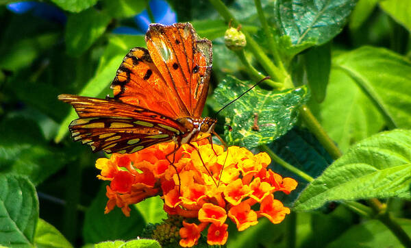 Insect Poster featuring the photograph Butterfly Perch by Stacy Michelle Smith