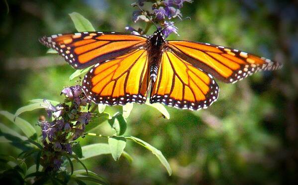 Butterfly Poster featuring the photograph Butterfly Stroke by Megan Ford-Miller