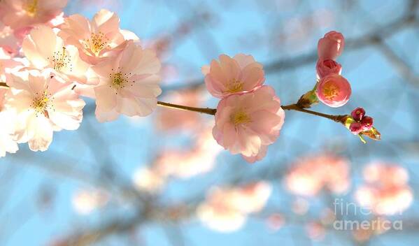 Cherry Poster featuring the painting Cherry Blossoms by Louise Fahy