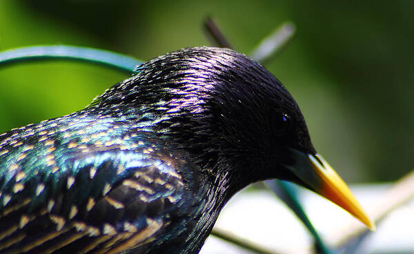 Bird Poster featuring the photograph European Starling 2 by Scott Hovind