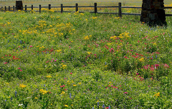 Texas Wildflowers Poster featuring the photograph Naturally Texas in Spring by Connie Fox
