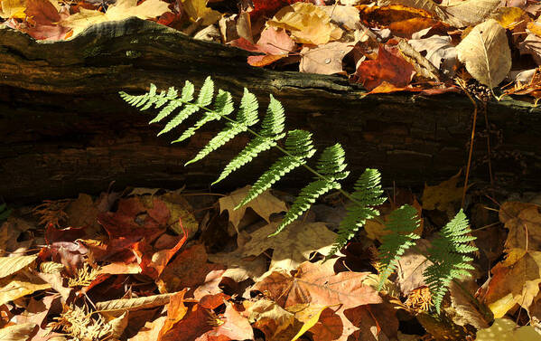 Fern Autumn Leaves Poster featuring the photograph Forest Fern by Douglas Pike