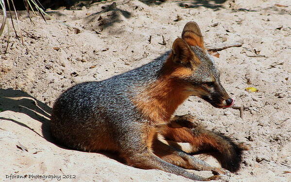 Fox Poster featuring the photograph Foxie by Debra Forand