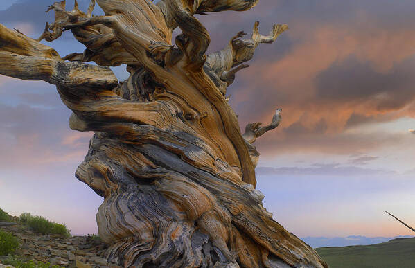 00175351 Poster featuring the photograph Foxtail Pine Tree Twisted Trunk Of An by Tim Fitzharris