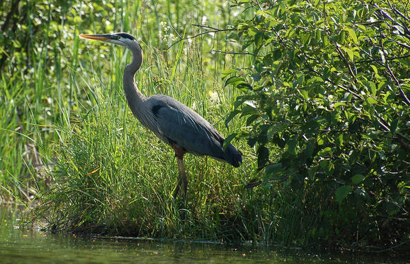 Great Blue Heron Poster featuring the photograph Great Blue Heron waiting to eat by Peter DeFina