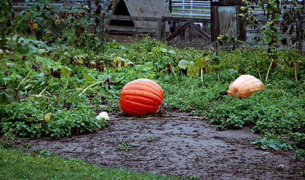 Usa Poster featuring the photograph Great Pumpkin Patch by LeeAnn McLaneGoetz McLaneGoetzStudioLLCcom