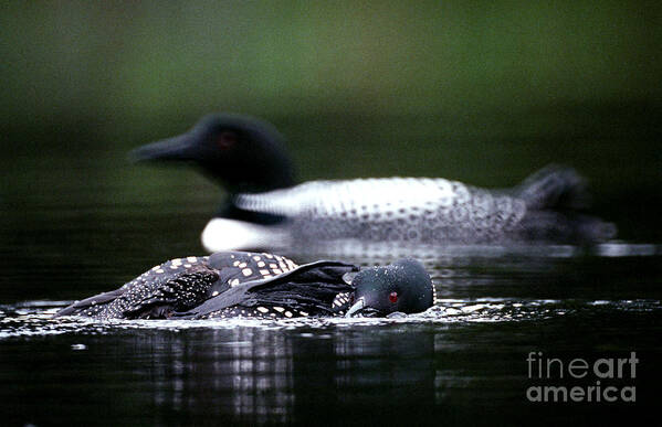 Loon Poster featuring the photograph Jasper - Loon 1 by Terry Elniski