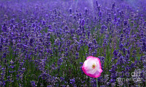  Abundance Poster featuring the photograph Lavender field with poppy by Simon Bratt