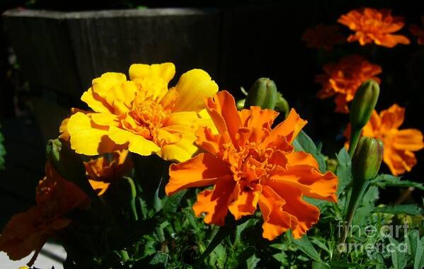 Marigolds Flowers Plants Gardening Sunrise Sunshine Poster featuring the photograph Marigold Morning Glory by Jim Sauchyn