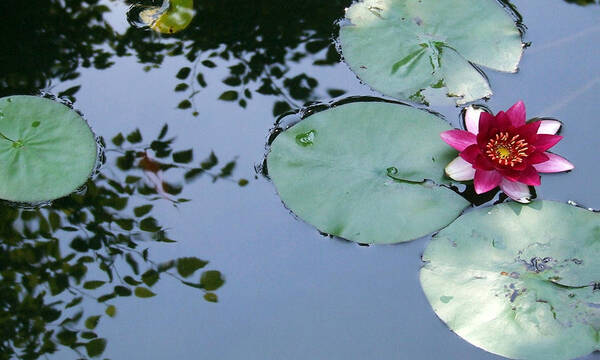 Lilly/koi Pond/water Flowers/water Poster featuring the photograph Morning Lilly by Dan Menta