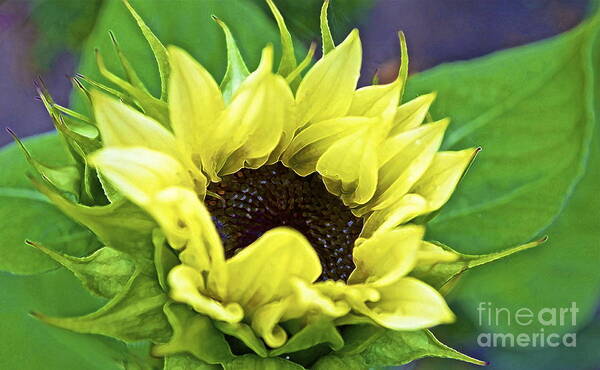 Sunflower Poster featuring the photograph Morning Sunshine by Gwyn Newcombe