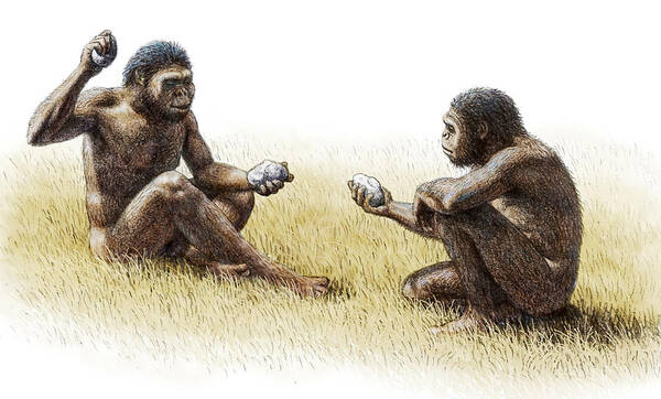 Australopithecus Robustus Poster featuring the photograph Paranthropus Robustus by Mauricio Anton