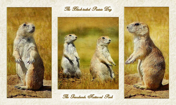 Black-tailed Prairie Dog Poster featuring the photograph Poster Prairie Dogs by Blair Wainman