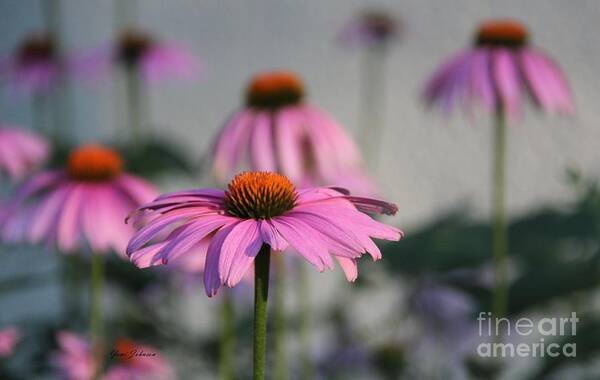 Flowers Poster featuring the photograph Purple cornflowers by Yumi Johnson