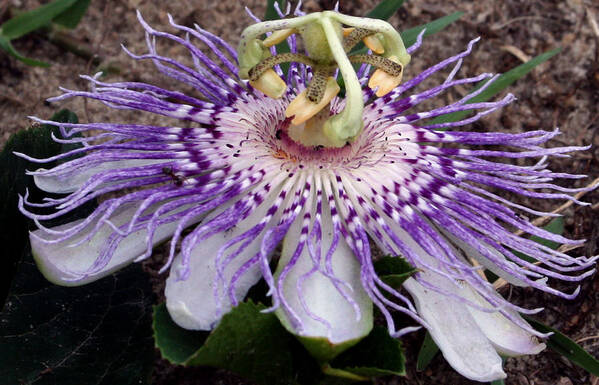 Flower Poster featuring the photograph Purple Passion by Karen Harrison Brown