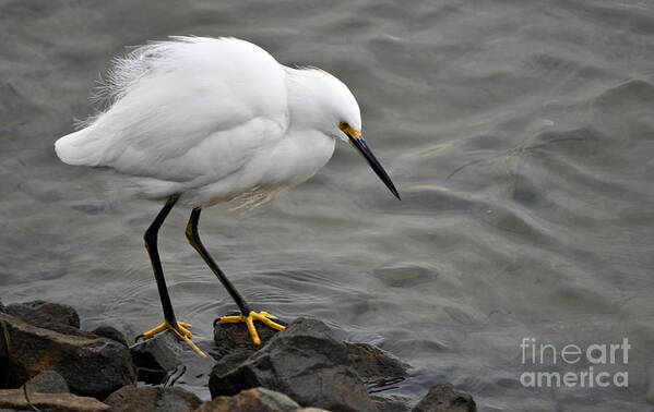 Snowy Egret Poster featuring the photograph Snowy Egret by Gwyn Newcombe
