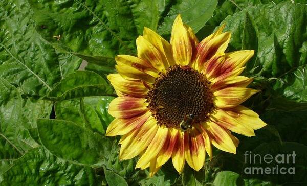 Nature Flowers Sunflowers Gardening Insects Bees Poster featuring the photograph Spot the Bee by Jim Sauchyn