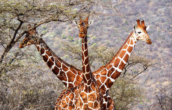 Kenya Poster featuring the photograph Three headed giraffe by Tony Murtagh