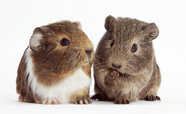 Nature Poster featuring the photograph Two Young Guinea Pigs by Mark Taylor