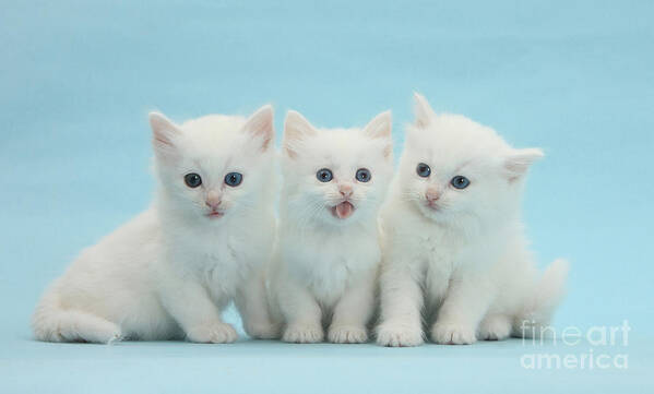 Animal Poster featuring the photograph White Kittens by Mark Taylor