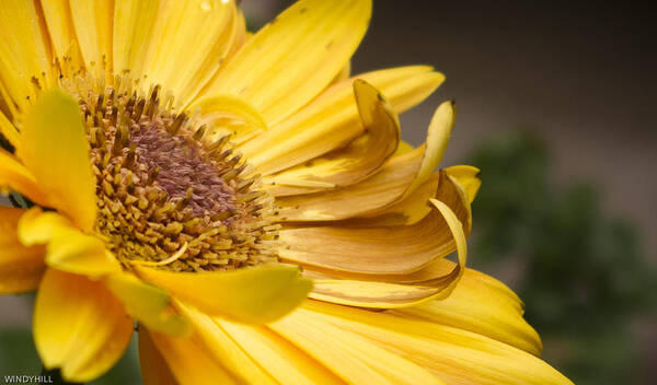 Flower Poster featuring the photograph Yellow daisey closeup by Randy Roark