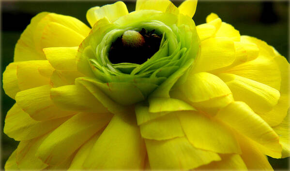 Ranunculus Poster featuring the photograph Yellow Ranunculus Flower by Kim Galluzzo