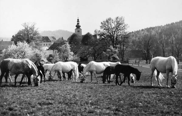 1965 Poster featuring the photograph Austria: Horse Farm #1 by Granger
