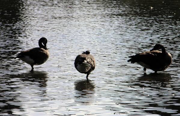 Geese Poster featuring the photograph Balancing act #1 by Meagan Visser