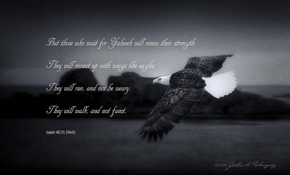 Bald Eagle Poster featuring the photograph Bald Eagle in Flight With Bible Verse by John A Rodriguez