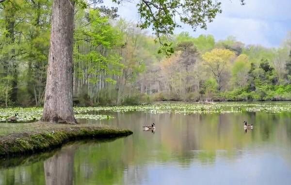 Landscape Pond Geese Poster featuring the photograph Early Spring on the Pond #1 by Gail Butler
