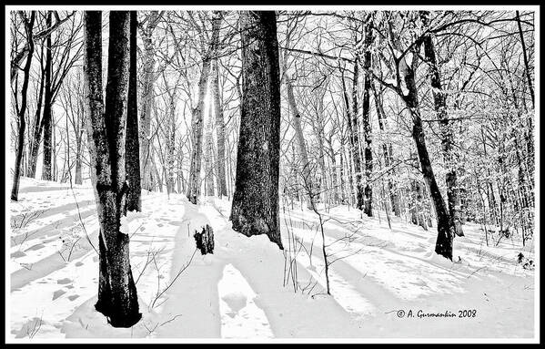 Forest Poster featuring the digital art Forest Interior in Snow and Shadows Digital Illustration #1 by A Macarthur Gurmankin