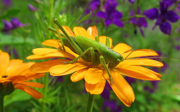 Grasshopper Poster featuring the photograph Grasshopper #1 by Mariel Mcmeeking