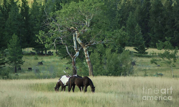 Horses Poster featuring the photograph Grazing Pair #1 by Roland Stanke