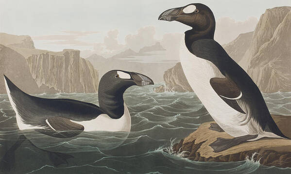 Auk Poster featuring the painting Great Auk by John James Audubon