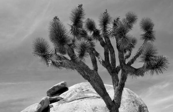 Tree Poster featuring the photograph Joshua Tree #1 by Nathan Abbott